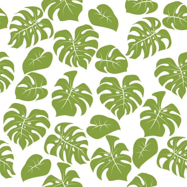 Vector illustration of Monstera leaves tropical seamless pattern isolated on white background.