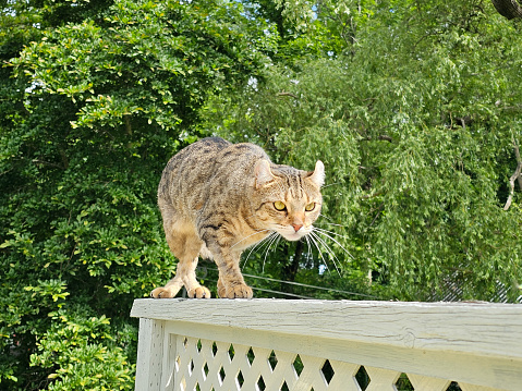 Slinking Below Cat Slinking Across Railing Stock Photo - Download Image Now ...