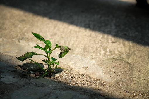 Young shoots grow in the soil around the cement. New life concept.