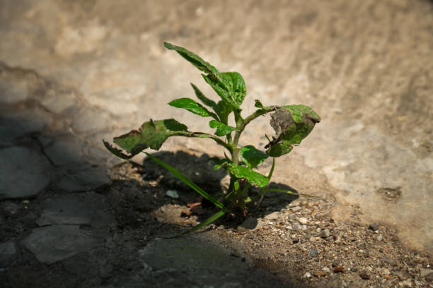 istock Young shoots grow in the soil around the cement 1644378419