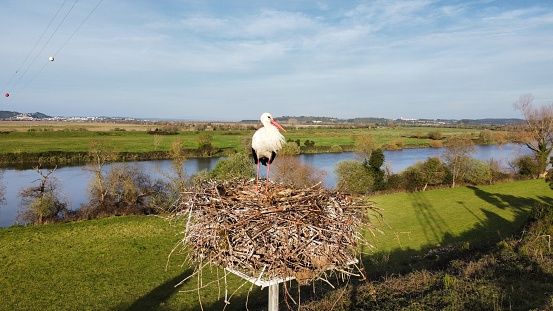 Stork in the nest near mondego river