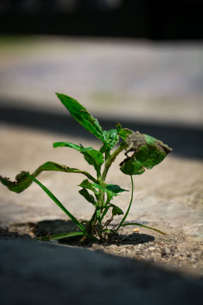 istock Young shoots grow in the soil around the cement 1644379263