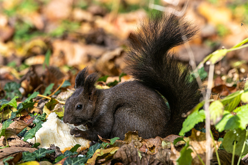 istock Grey squirrel, Sciurus at Old North Cemetery of Munich, Germany 1644381620