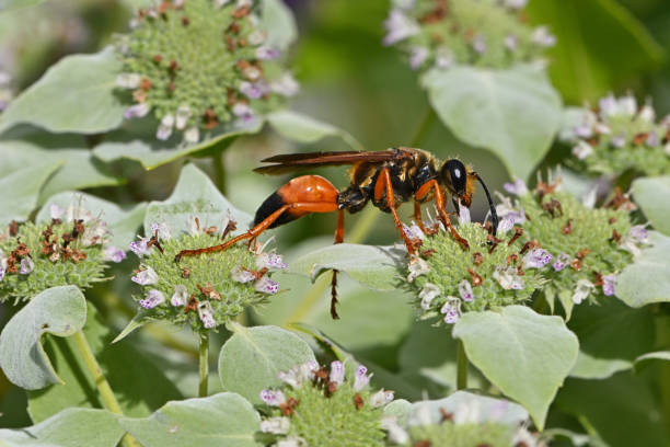 istock Great golden digger wasp on mountain mint, side view 1644383879