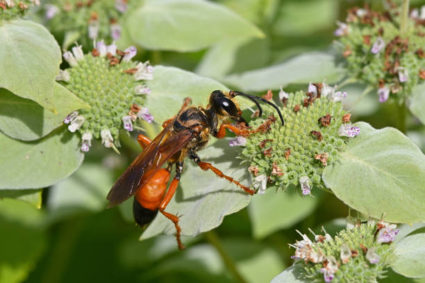 istock Great golden digger wasp close-up 1644384437