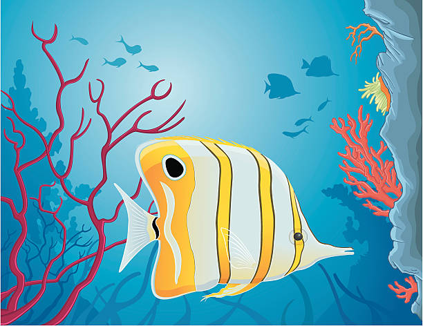 ilustraciones, imágenes clip art, dibujos animados e iconos de stock de pez mariposa copperband chelmon rostratus - copperband butterflyfish