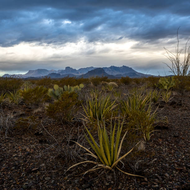 istock Lechuguilla Plants Before A Storm Over The Chisos Mountains In Big Bend 1644386747