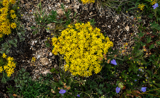 Looking Down On A Bunch of Stone Crop Flowers On Tundra Surface