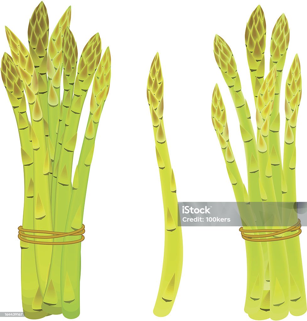 asparagus spears tied in a bunch Asparagus spears tied in a bunch with twine Asparagus stock vector