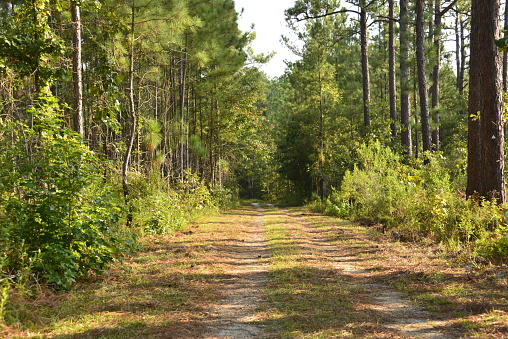 Photo Taken At Carvers Creek State Park, Fayetteville, North Carolina