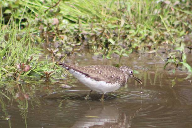 istock Solitary Sandpiper 1644394891