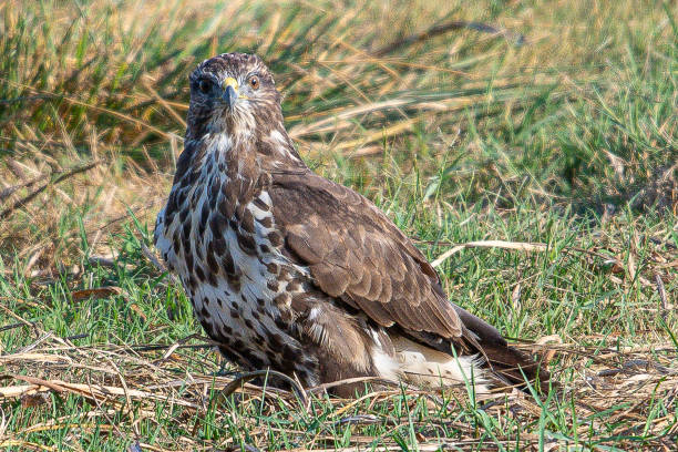 istock The?common buzzard?(Buteo buteo) is a medium-to-large bird of prey which has a large range common in aiguamolls emporda girona spain 1644394976