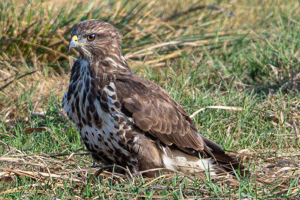 istock The?common buzzard?(Buteo buteo) is a medium-to-large bird of prey which has a large range common in aiguamolls emporda girona spain 1644394980