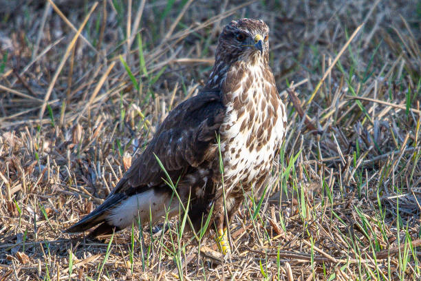 istock The?common buzzard?(Buteo buteo) is a medium-to-large bird of prey which has a large range common in aiguamolls emporda girona spain 1644394985