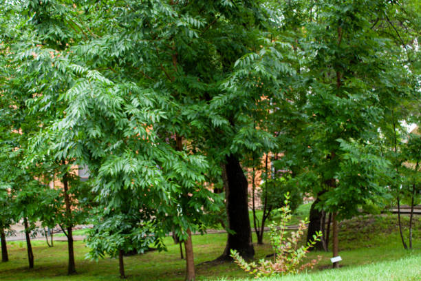 istock Leisure park area with trees and lawn after rain 1644395234