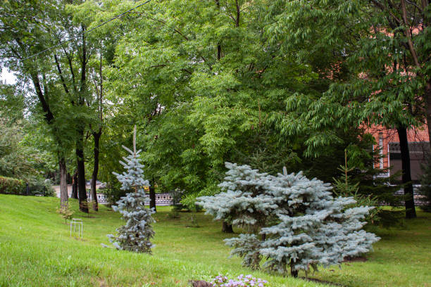 Leisure park area with trees and lawn after rain