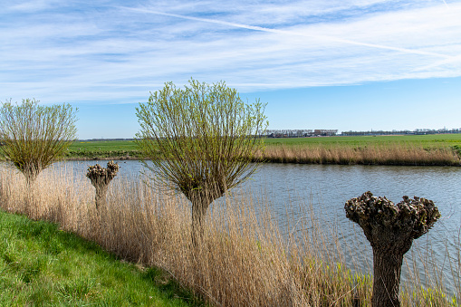 View of a line of pollarded willows on a wide canal in early spring in The Netherlands in meadow landscape against a blue sky