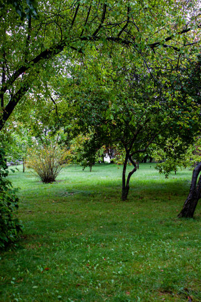 istock Leisure park area with trees and lawn after rain 1644400024