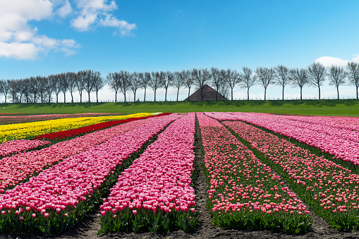 Panoramic view of long rows of pink, yellow and red tulips in a field in the Netherlands along a typical dike lined with trees and a farm roof sticking above the dike