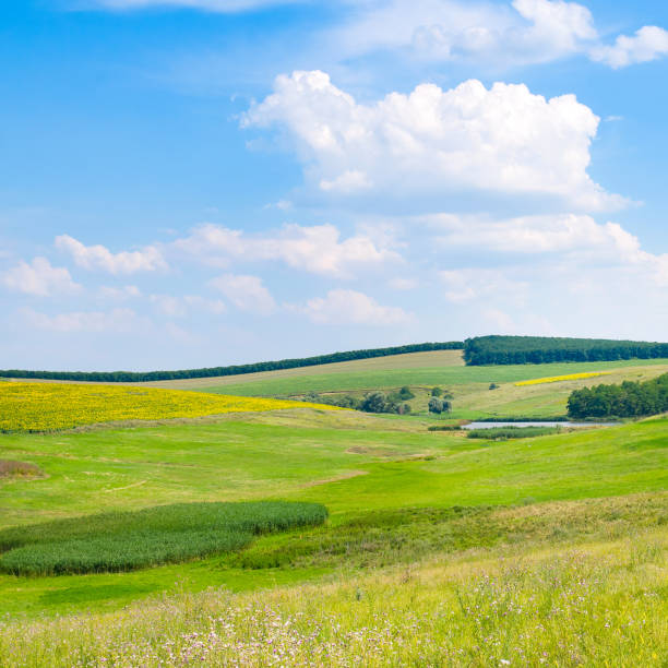 istock Green meadow on a hilly landscape. 1644404395