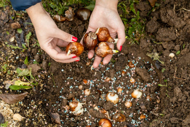 istock hands holding daffodil bulbs before planting in the ground 1644404929