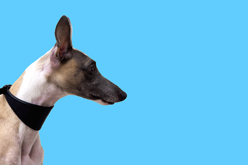 Close-up portrait of a beautiful whippet in profile, blue background