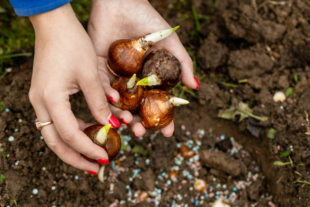 istock hands holding daffodil bulbs before planting in the ground 1644406563