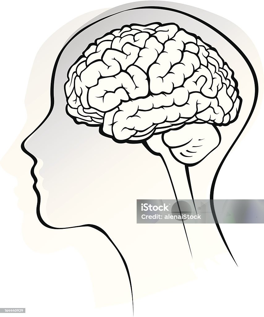 Cerveau humain anatomie illustration simplifiée - clipart vectoriel de Anatomie libre de droits