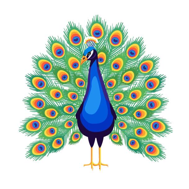 illustrazioni stock, clip art, cartoni animati e icone di tendenza di peacock3 - phoenix wing bird peacock