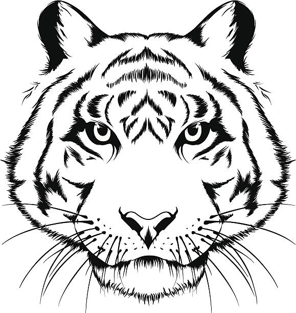 Tiger Head Stock Illustration - Download Image Now - Animal Head, Tiger,  Aggression - iStock