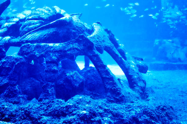 istock ruins at the aquarium 1644433343