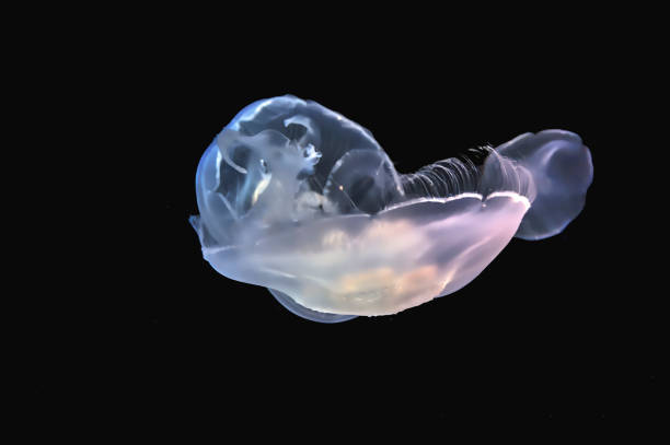 istock jellyfish at the aquarium 1644433384