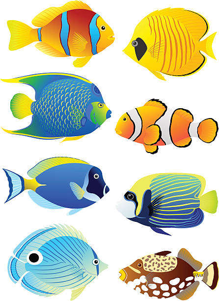 ilustrações, clipart, desenhos animados e ícones de conjunto de peixes tropicais - tropical fish clown fish isolated animal