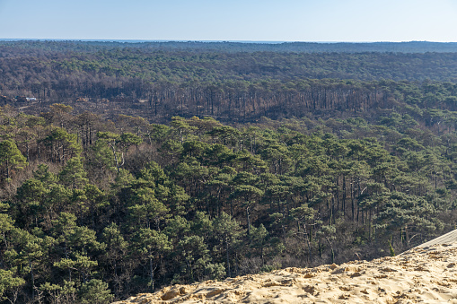 Partly burned forest after the fire of July 2022 in La Teste de Buch, France