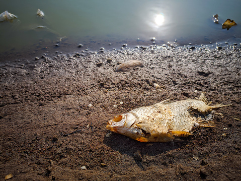Fish carcass on the ground and there is water with reflection of the sun.