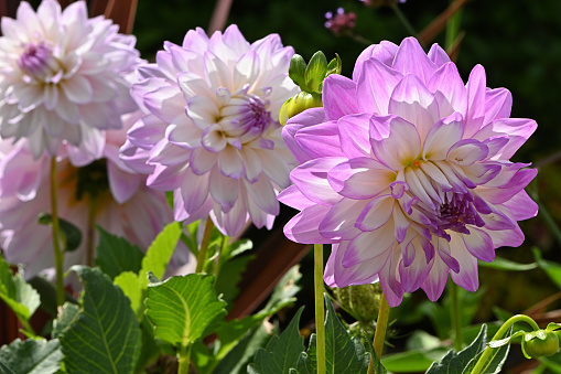 Purple and white dahlias in a row, the two in back defocused. Late summer.