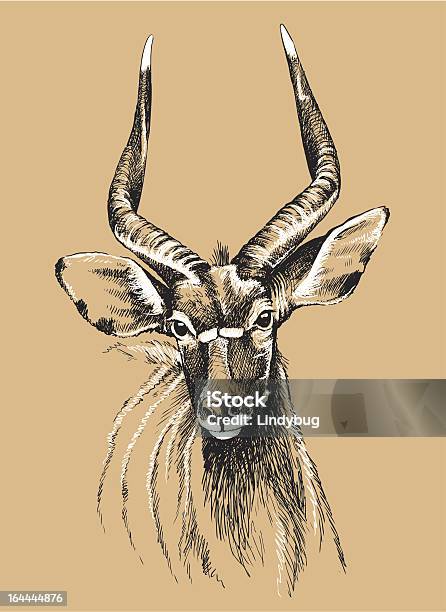 Nyala Croquis Vecteurs libres de droits et plus d'images vectorielles de Adulte - Adulte, Afrique, Animal mâle