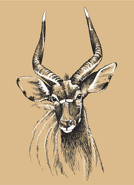 illustrazioni stock, clip art, cartoni animati e icone di tendenza di schizzo di nyala - kruger national park illustrations