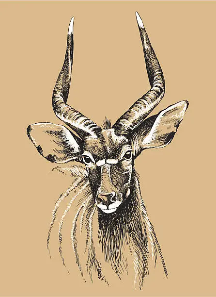 Vector illustration of Nyala sketch