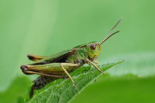 Natural closeup on the common, European, green grasshopper , Omocestus viridulus sitting in the vegetation