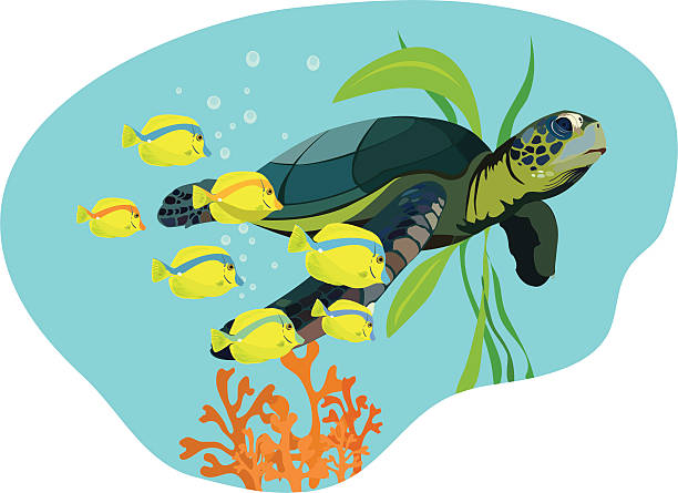 Sea turtle Sea turtle and tropical yellow fish swimming. Vector illustration. sea turtle stock illustrations