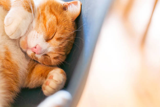 istock A sleeping ginger cat on a chair. Fluffy kitty in relaxation, in slumber.   Copy space 1644457451