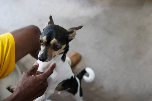 A Toy Fox Terrier dog playing with his owner