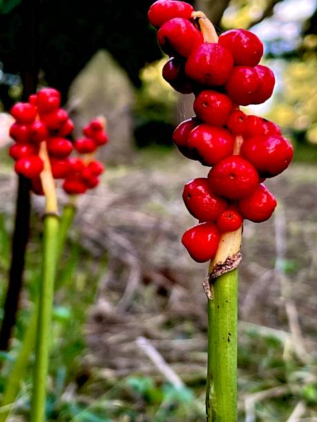 istock Close up of red wildflower berries 1644459164