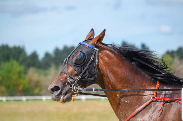 head of a horse in an equestrian competition