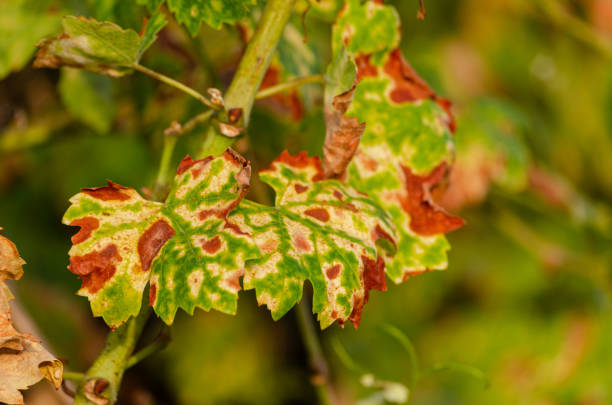 istock vineyard leaves during the harvest season 1644468867