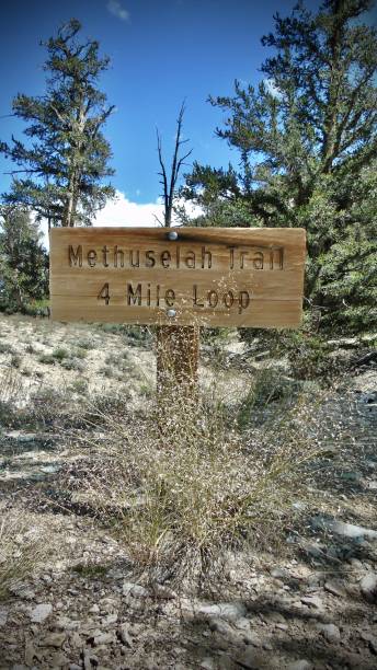 istock methuselah trail 4 mile loop - wooden sign. 1644469383