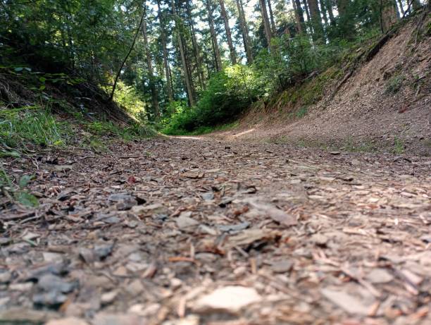 istock A wide forest road up in the mountains between green trees. 1644469513