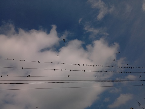 In autumn, swallows gather in flocks to fly away to warm regions on electric wires.