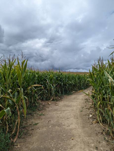 istock Rural dirt path winding its way through an expansive cornfield, with a backdrop of grey storm clouds 1644471505
